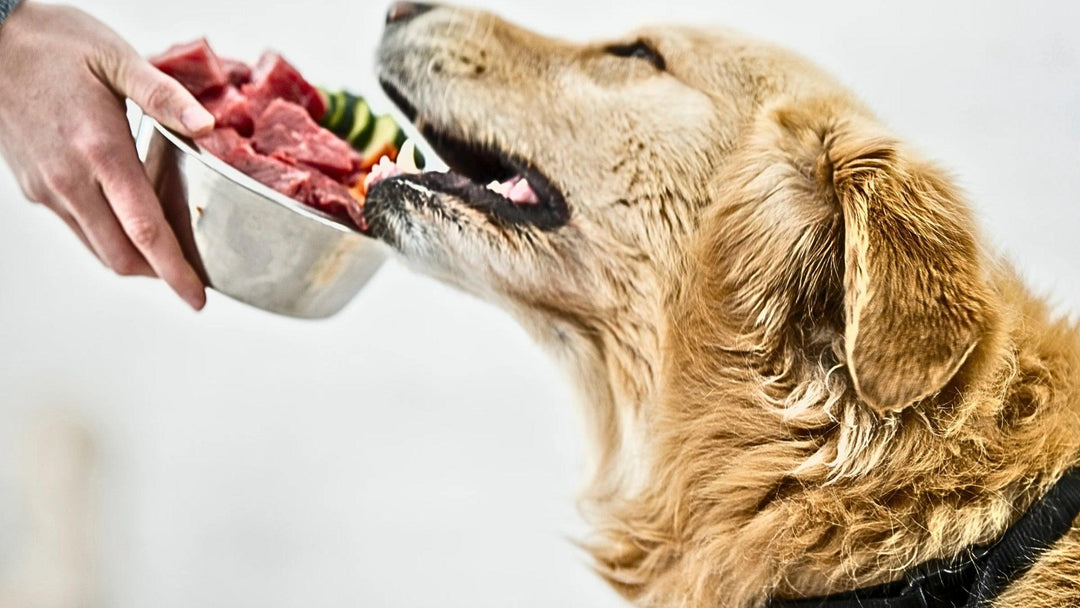 Unleashing the Benefits: Exploring the New Raw Diet for Dogs with Homemade Recipes - FurReal